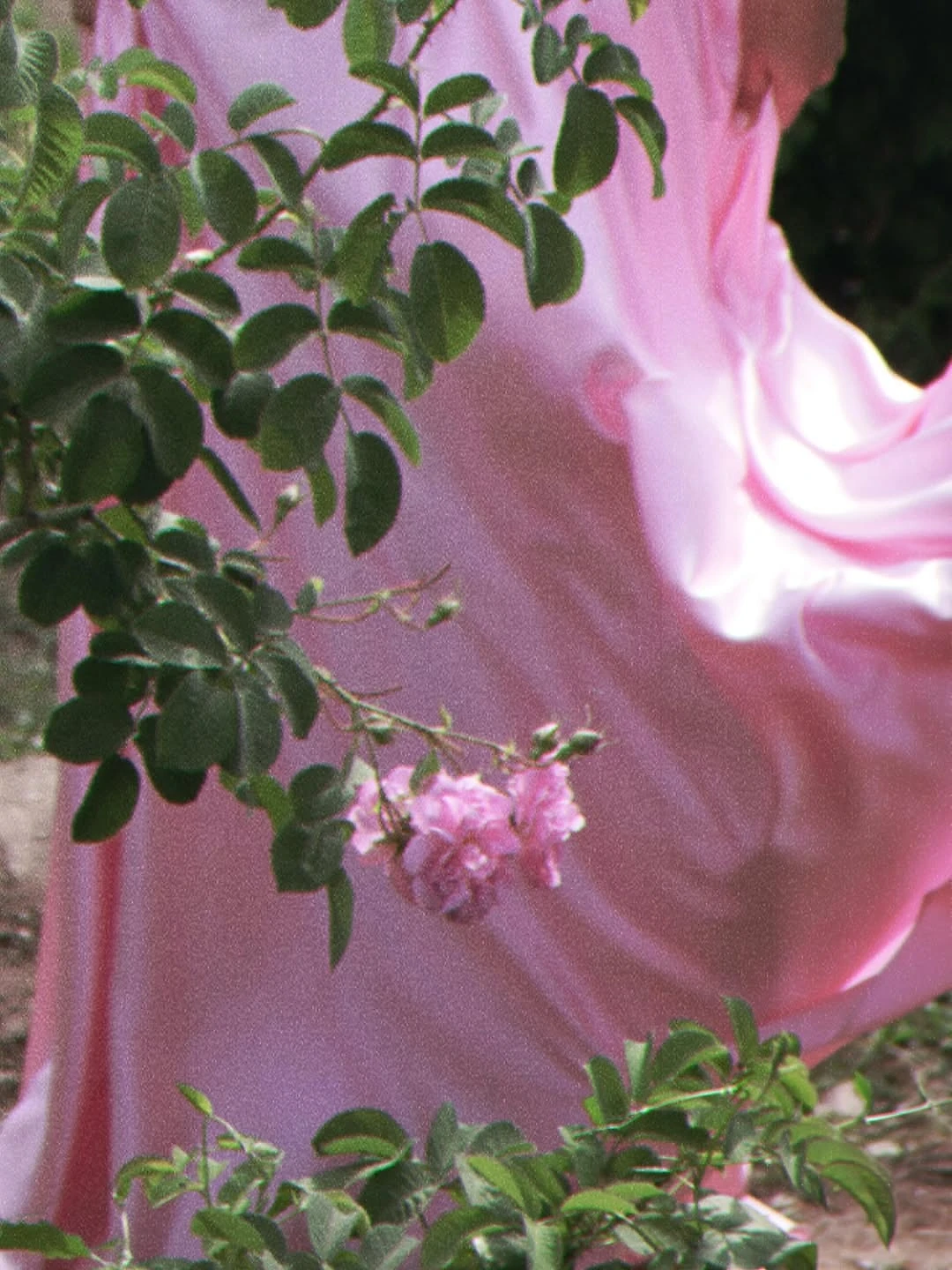 Rose Water